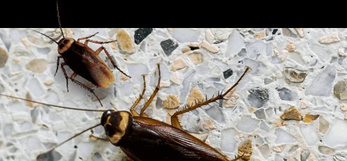 Household pest control